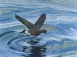 Galapagos Storm Petrel   12 x 16   Oil on Canvas
